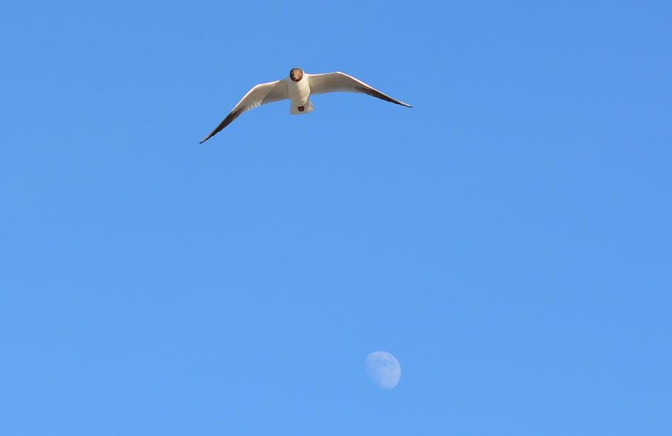 flying bird in the sky