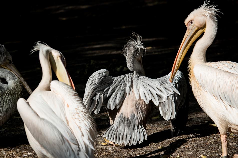 Pelikan Bird Animal