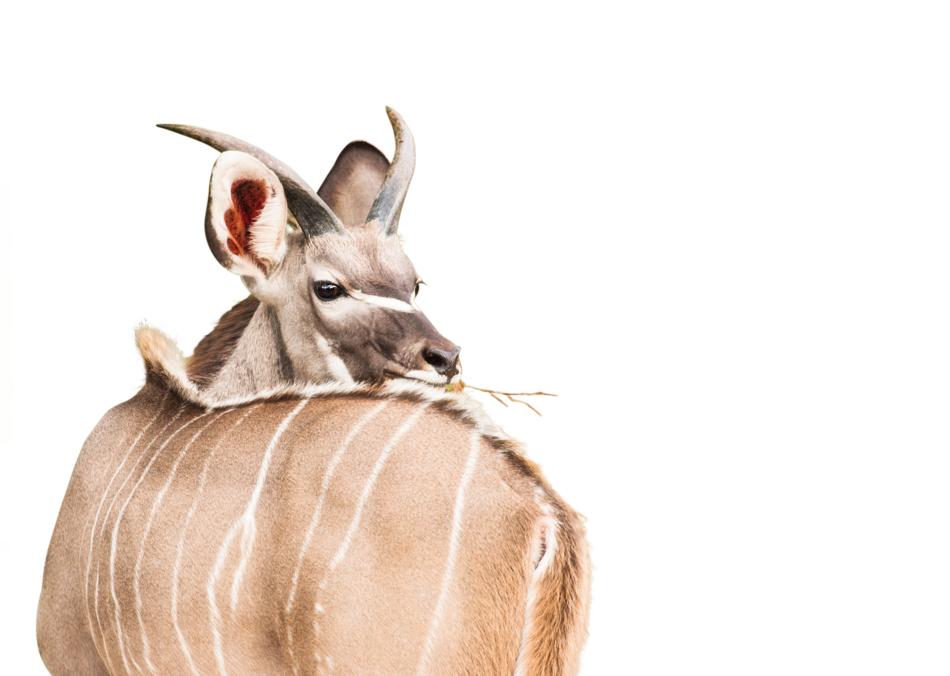 Young Kudu Deer Male