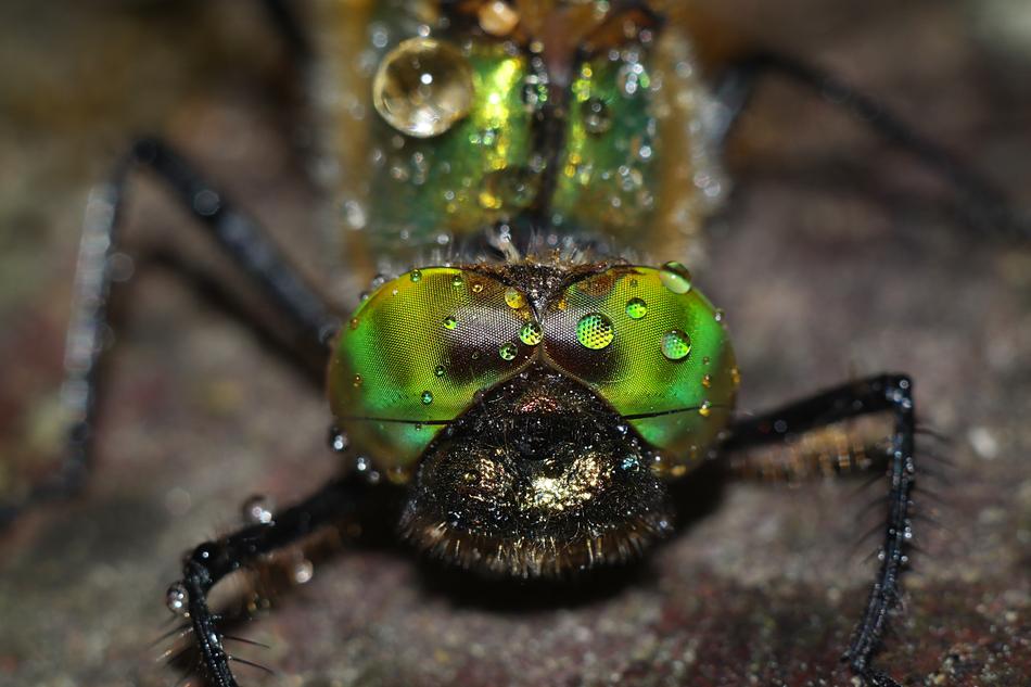 dew drops on a dragonfly