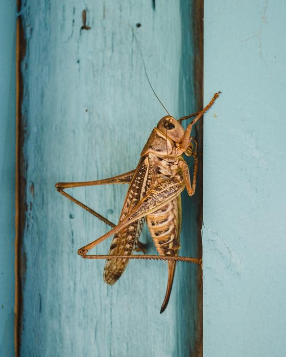 cricket Insect on blue door