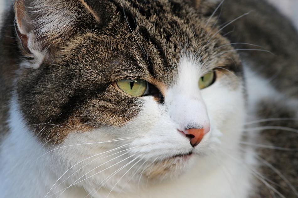 big funny cat