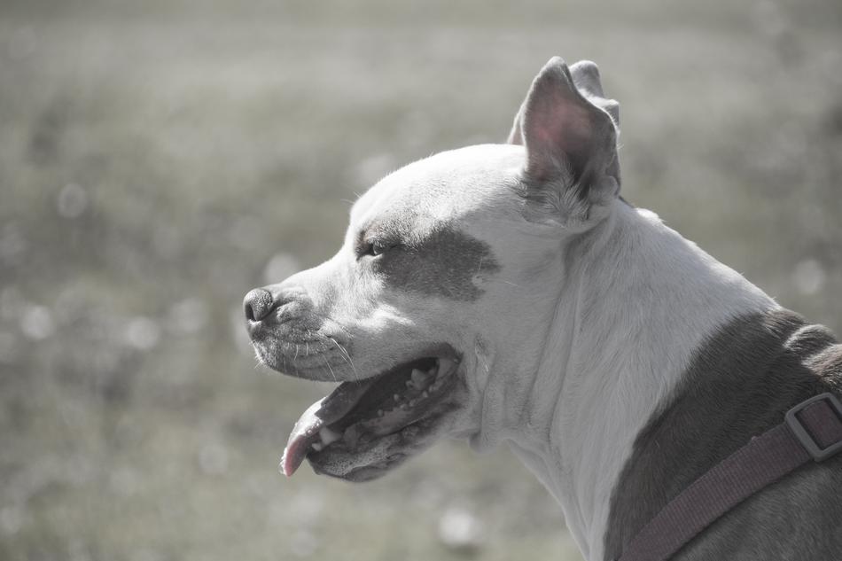 A big dog with its mouth open