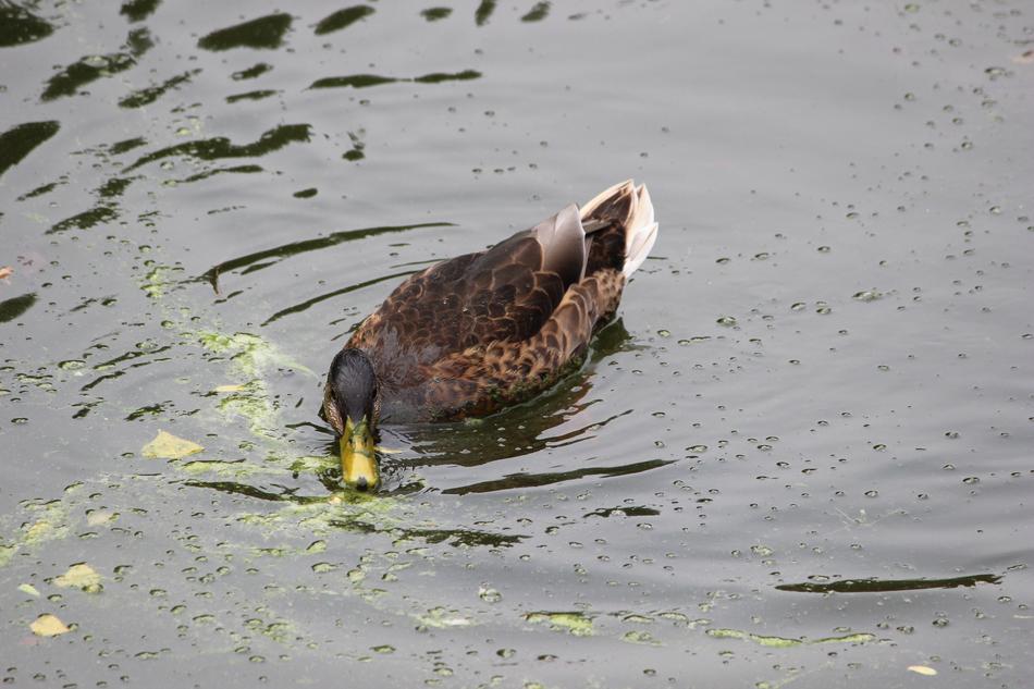 Waters Bird Animal World