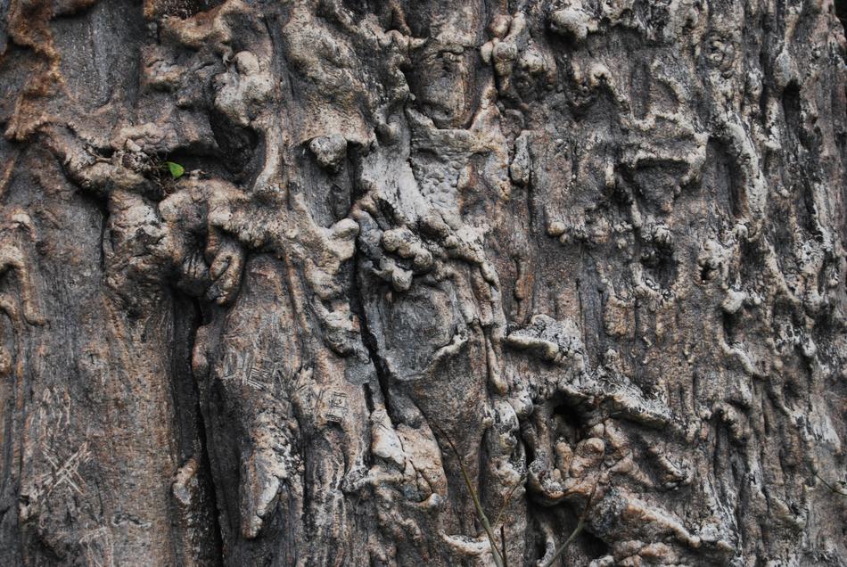 Tree Desktop Bark