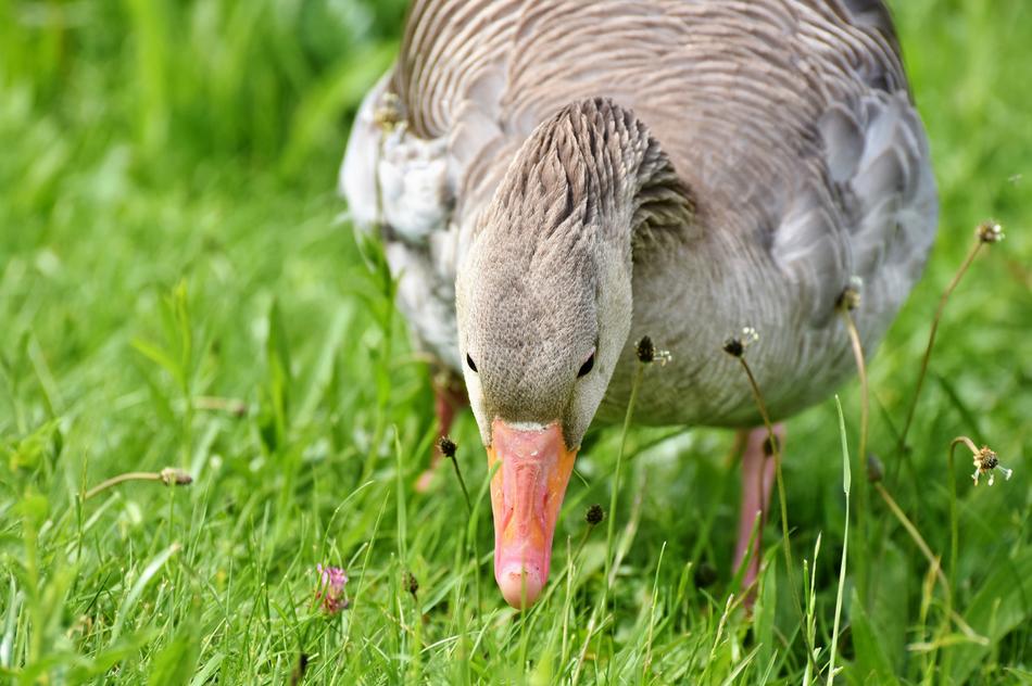 Greylag Goose Wild bird
