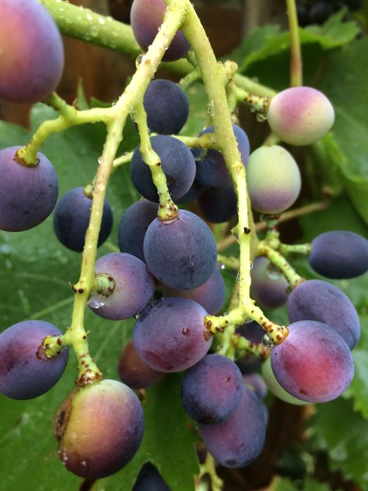 juicy grapes