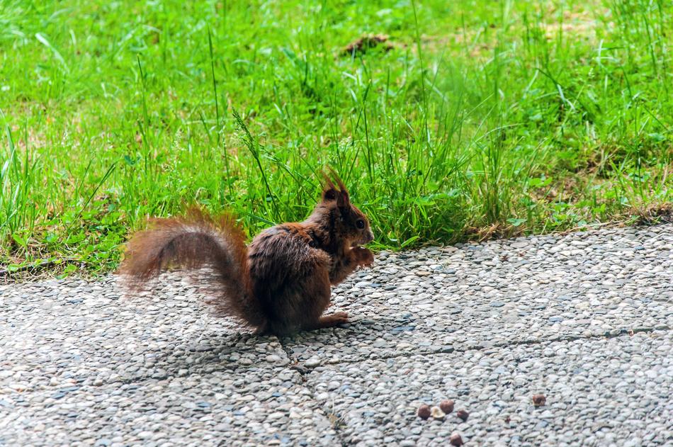 wild squirrel outside eating