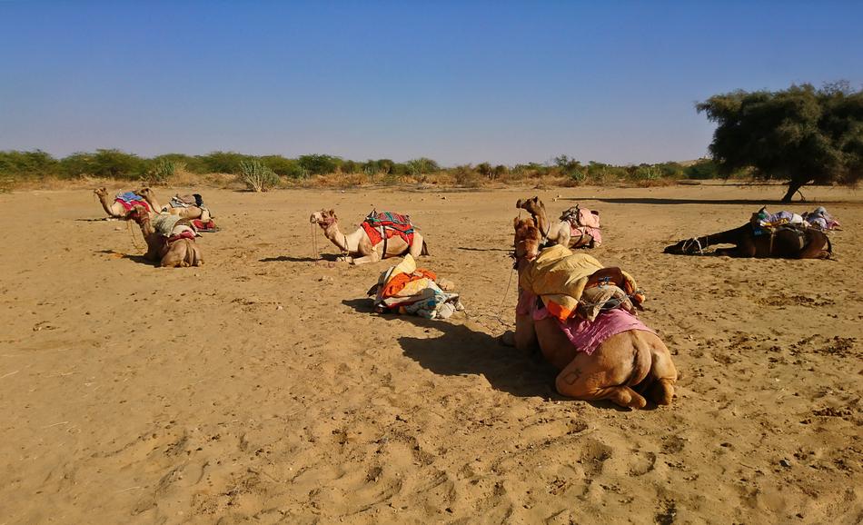 Sand Desert Camel