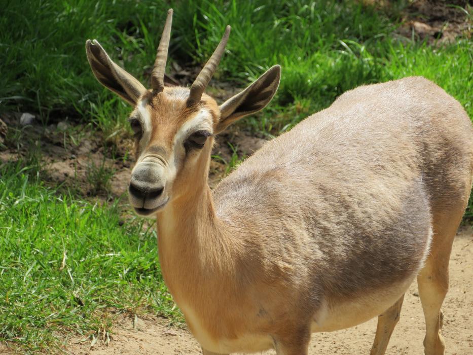 antelope at san diego zoo