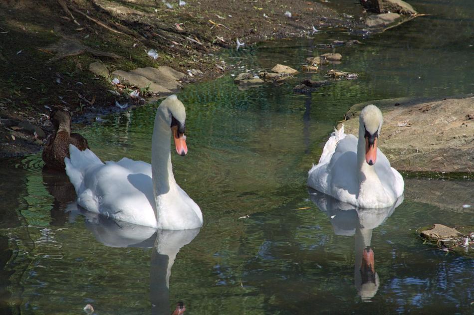Swan White Zoo