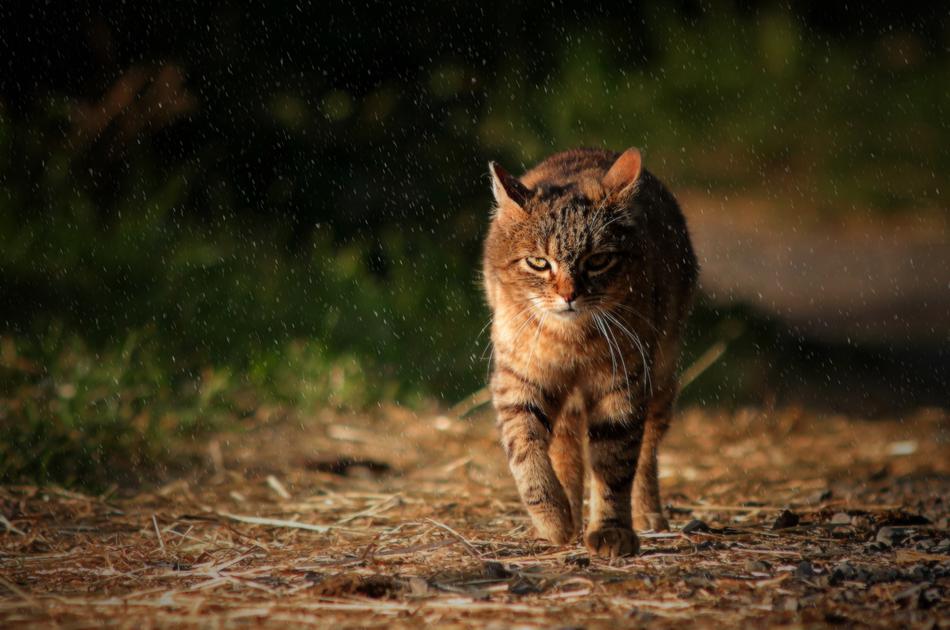 Cat Animal Tabby