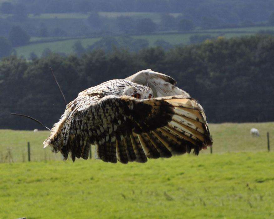 flying wild owl over a field