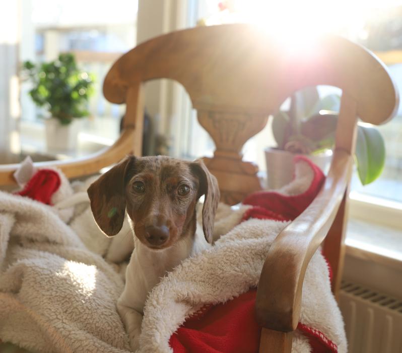 a dog resting on a chair