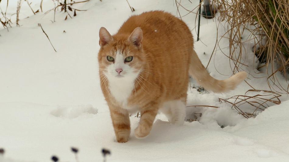 Cat Red Tomcat Animal