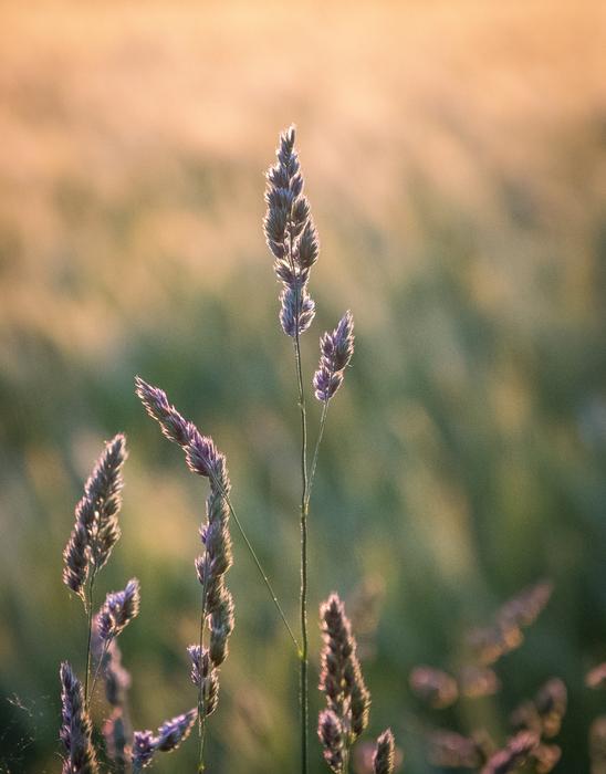 Seeds Wheat macro blur