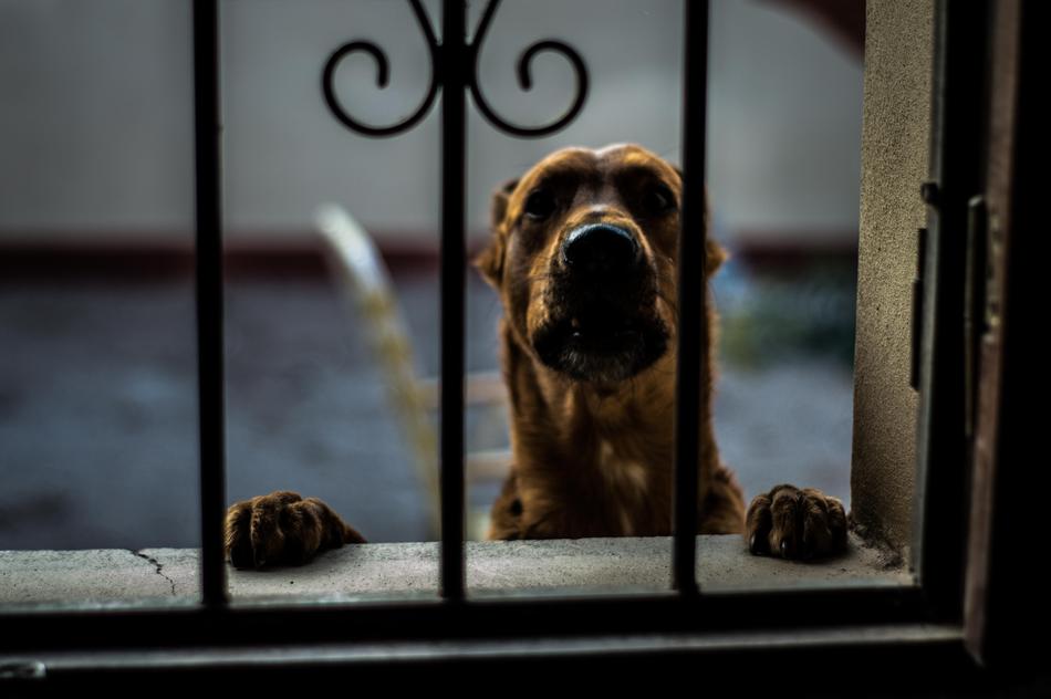 Dog Animal Pets