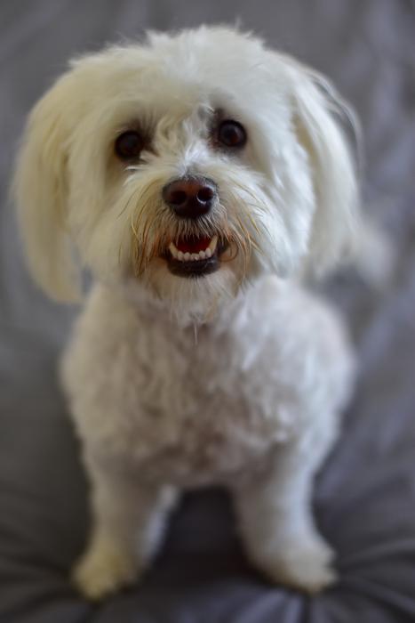 Fluffy white dog waiting