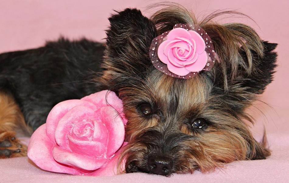 Yorkshire Terrier Dog Pretty