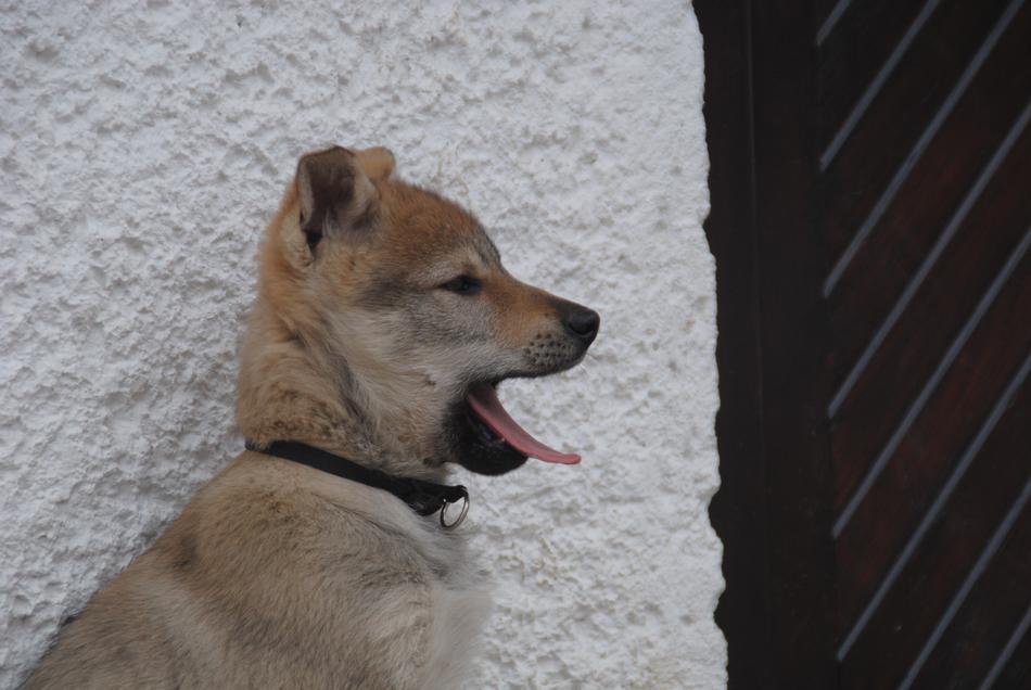 Dog Puppy Animal