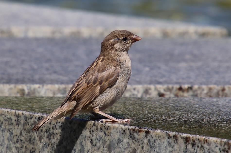 little chick on the stairs
