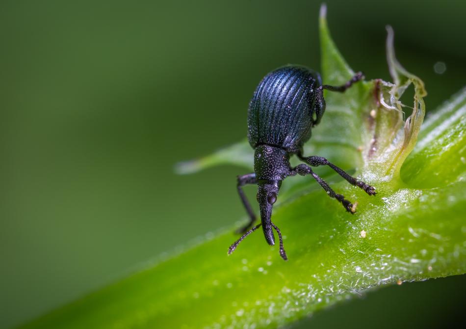 Beetle Insect Macro