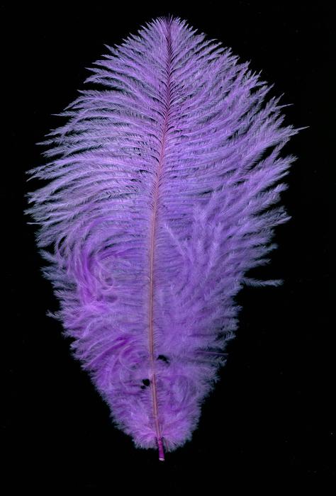 Background Purple Nature