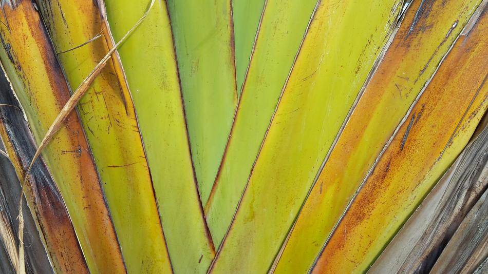 Leaf Structure Exotic
