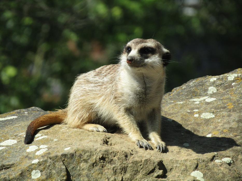 Meerkat Zoo Mammal