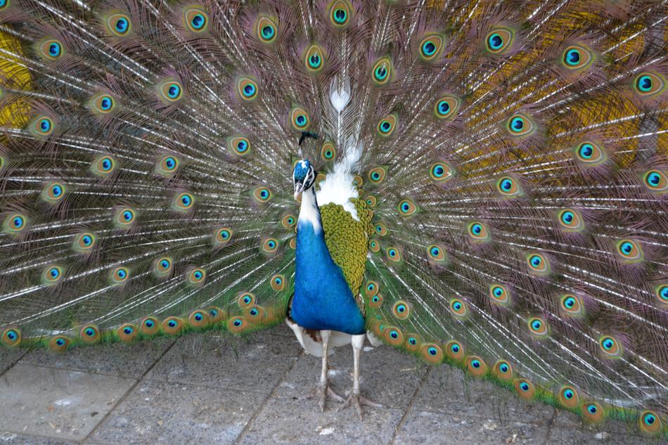 Blue Peacock bird in the zoo