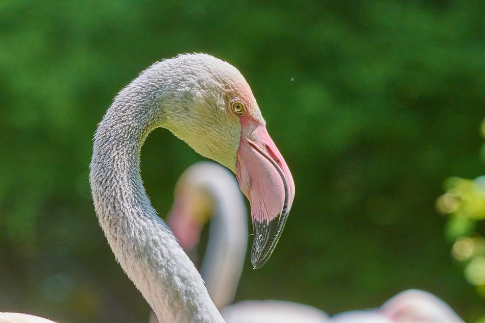 Flamingo Bird Pink
