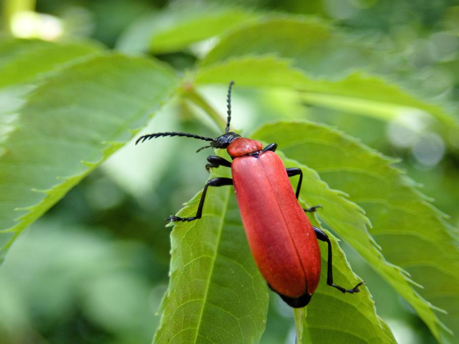 Beetle Scarlet Fire Insect free image download