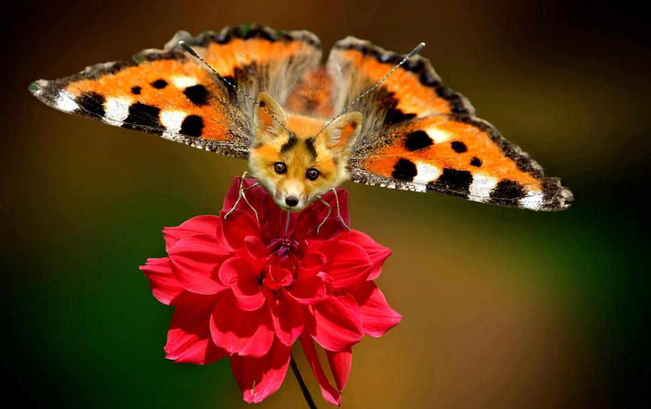 Digital art art, Little Fox butterfly, fantasy