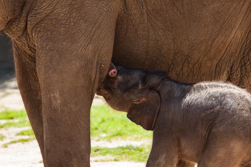 Baby Elephant Pachyderm animals
