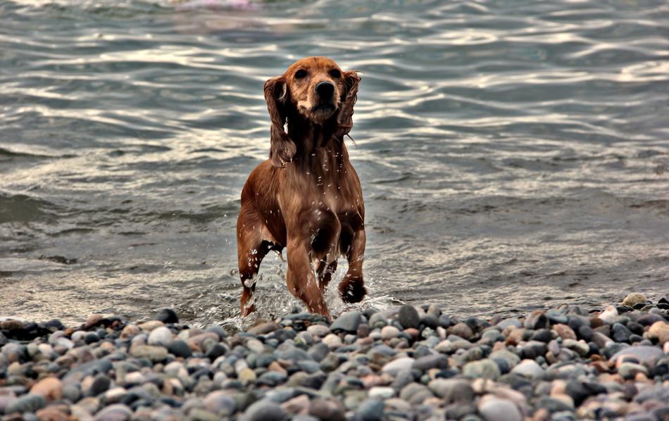 Dog Batumi Georgia