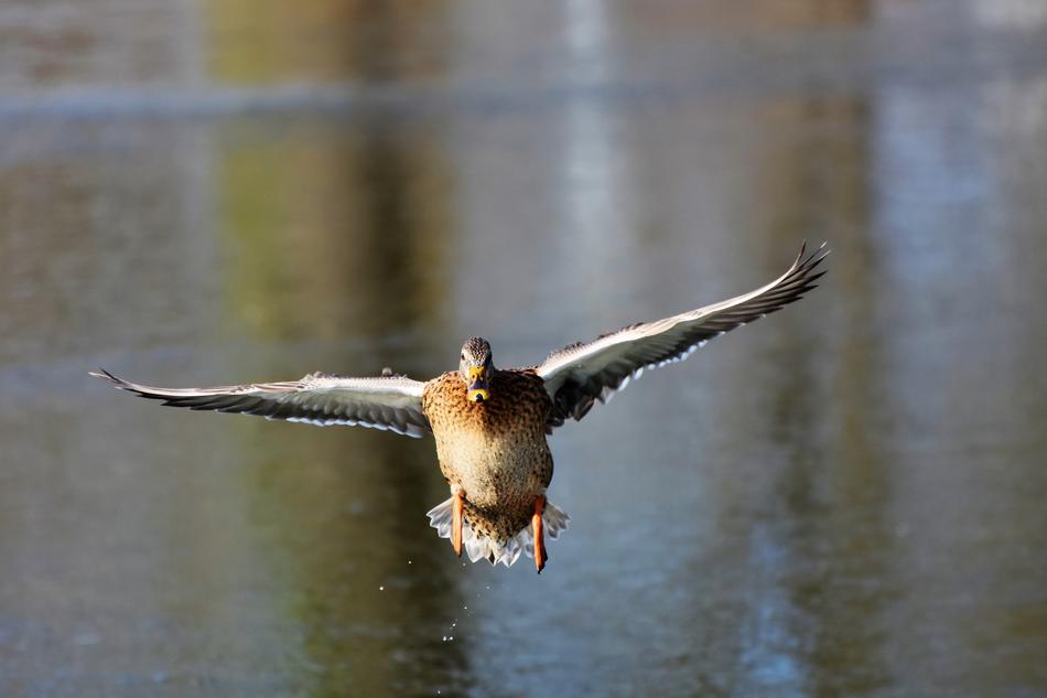 Duck Drake Bird flying over Water