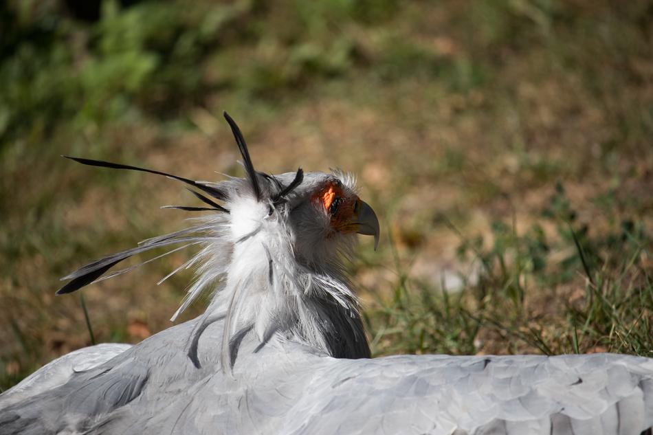 bird secretary in the wild in africa