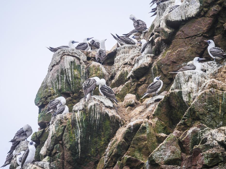 Boobies Guano Bird Islas