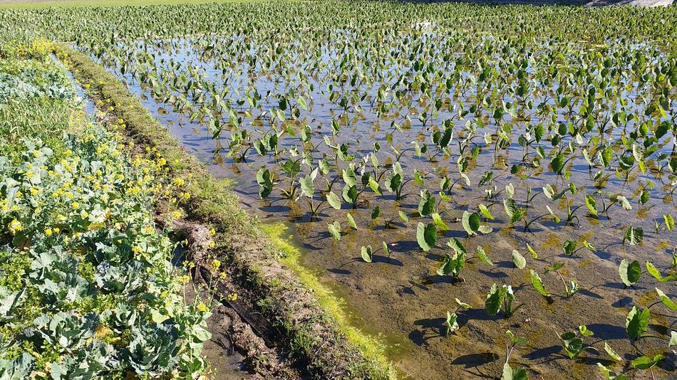 green seedlings in the field
