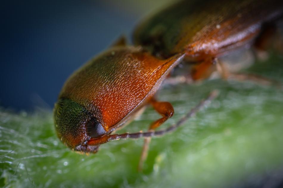 Macro Insect