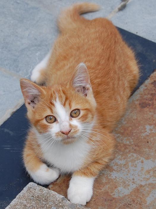 Cat Cats Pet