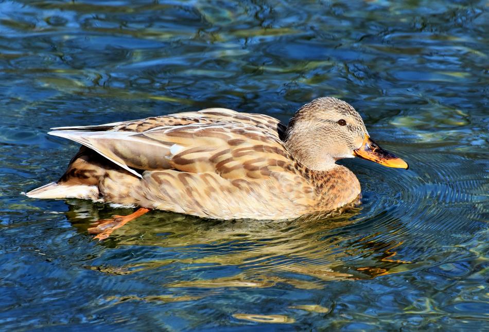 Duck Drake Water Bird