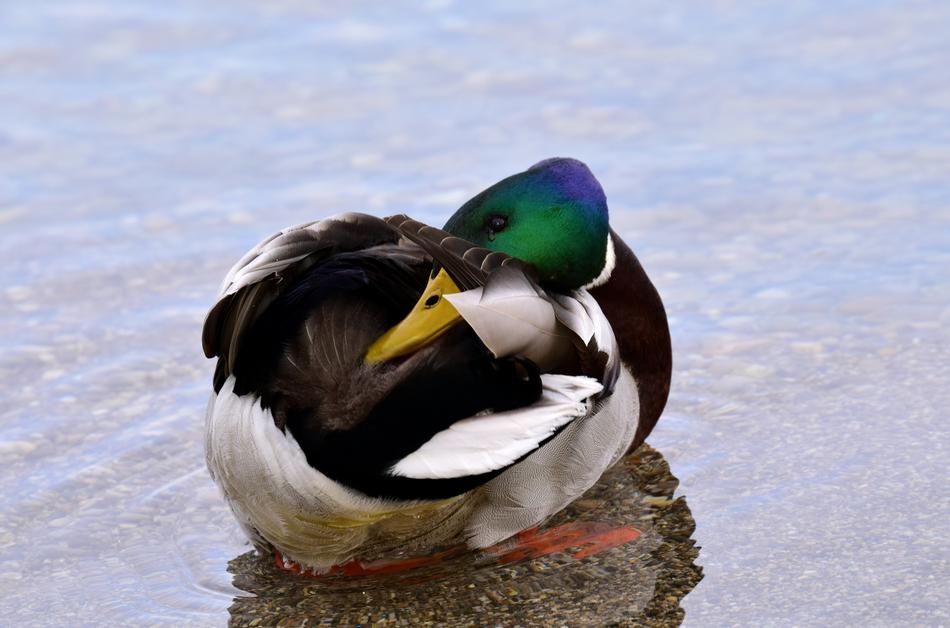 Duck Mallard Water
