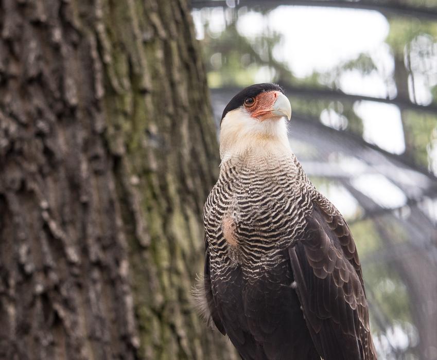 common caracara by the tree