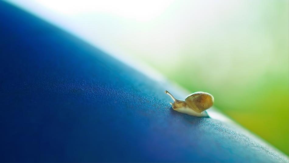 Snail Away Bokeh