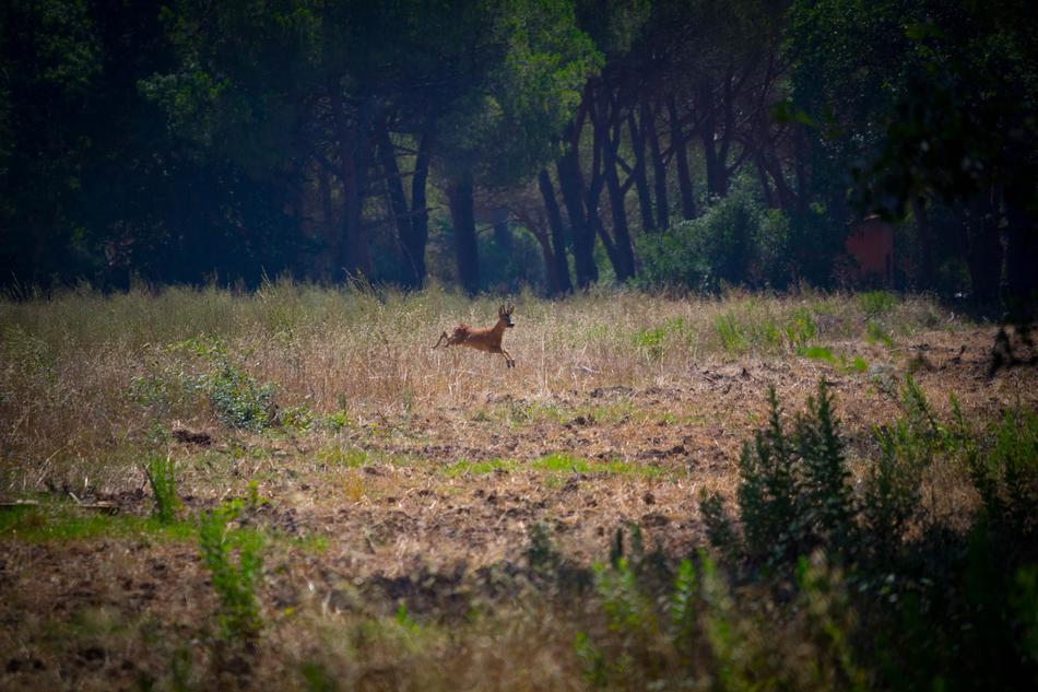 Campaign Deer at nature