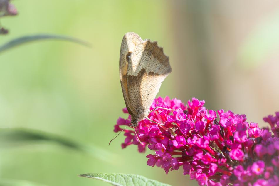 Butterfly Butterflies Lycaon