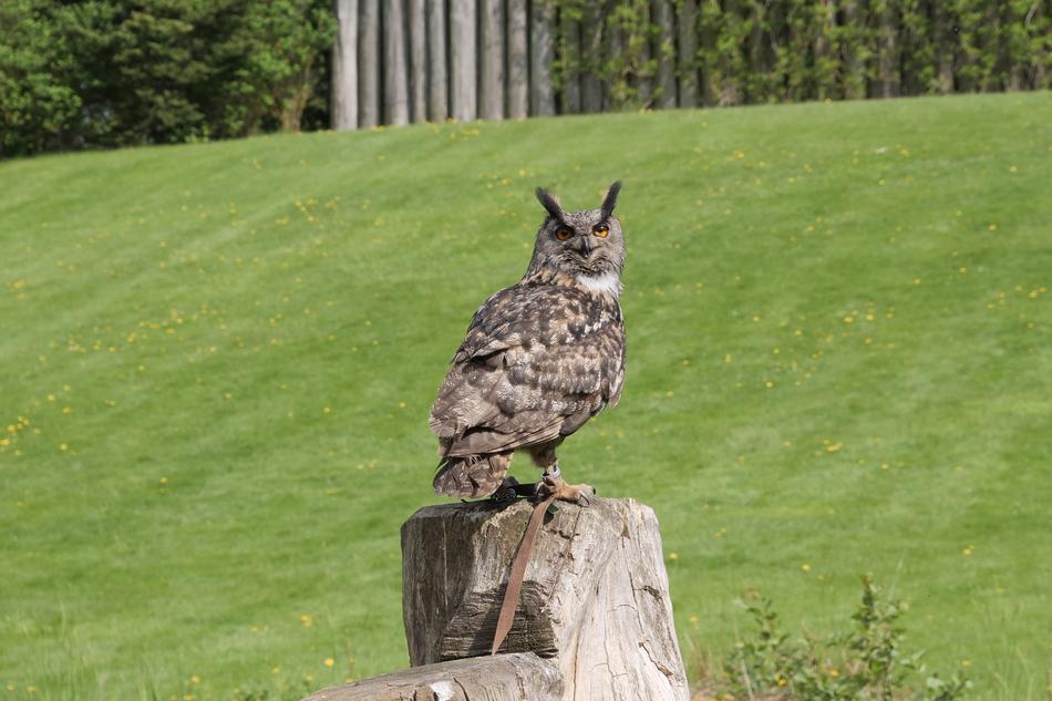 Animal World Eagle Owl Bird