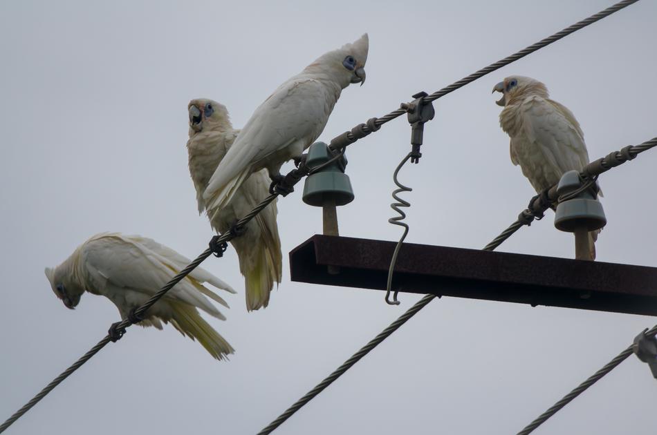 White Cockatoo Parrot Bird