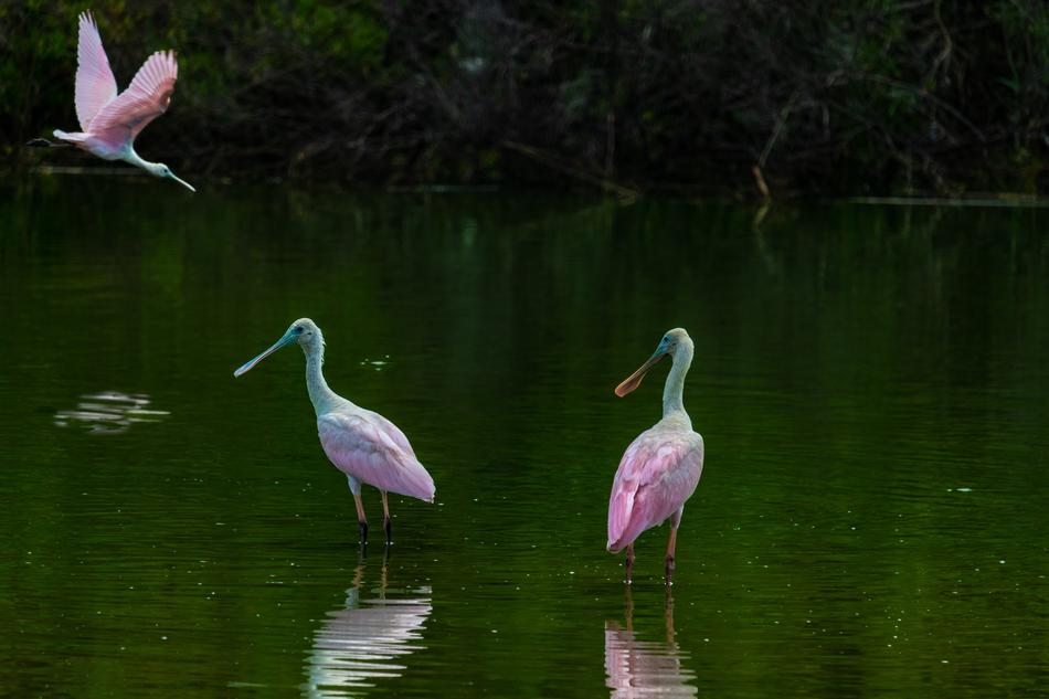 Spoonbill Crane Roseate